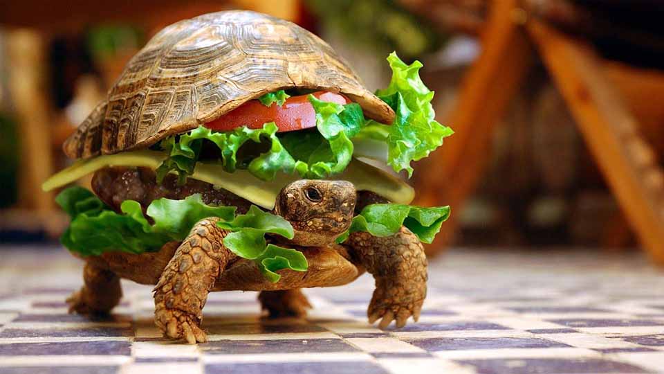 Funny-Turtle-With-Vegetables